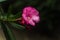 Pink flower oleander or nerium