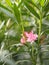 Pink Flower Oleander Sweet Oleander Rose Bay beautiful in Nature