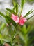 Pink Flower Oleander Sweet Oleander Rose Bay beautiful in Nature