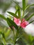 Pink Flower Oleander Sweet Oleander Rose Bay beautiful in Nature