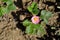 Pink flower of the ornamental strawberry in bloom and green leaves in close-up against a brown soil on a sunny day
