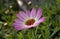 Pink flower osteospermum