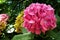 Pink flower, Oxford University Botanic Garden