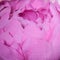 Pink flower peony  petal from corrugated paper