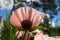 Pink flower of a perennial decorative poppy Papaveragainst a blue sky