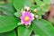 The pink flower of Pereskia aculeata in the vase