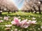 pink flower petals falling from blooming almond trees in springtime landscape