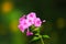 Pink flower Phlox