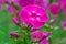 Pink flower of phlox plant on a background of garden in blur shallow depth of field