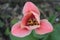 Pink flower, Pink Tulip. Polish gardens.