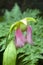 Pink flower of a pitfall plant