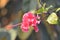 A Pink Flower Plant with Green Leaves