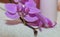 Pink flower plant Orchid flower stalk