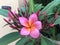 Pink Flower of the plumeria tree