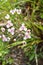 Pink flower on the pond, Susak umbrella Butomus umbellatus