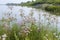 Pink flower on the pond, Susak umbrella Butomus umbellatus