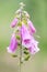 Pink flower Purple foxgloves, Digitalis purpurea