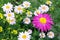 Pink flower pyrethrum, or Persian Daisy blossoms in the summer garden