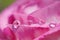 Pink flower refraction on group of water drops