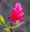 Pink flower, rhododendron on a blurred background