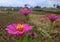 Pink flower in the ricefield