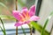 Pink flower of rosepink zephyr lily Zephyranthes carinata