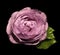 Pink flower roses on the black isolated background with clipping path no shadows. Rose with green leaves. For design. Clos