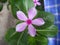 Pink flower, rosy periwinkle, graveyard plant, Madagascar periwinkle