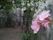 Pink flower scenery blooms against the background of the old building