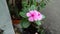 pink flower with scientific name Catharanthus roseus