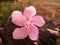 Pink flower in sepia tone valentine background