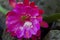 Pink Flower sitting on the Rocks