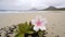 a pink flower sitting on top of a sandy beach next to the ocean on a cloudy day with mountains in the distance in the distance