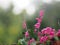 Pink flower small ivy Scientific name Antigonon leptopus Hook, arranged into beautiful bouquets on blurred of nature background