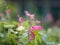 Pink flower small ivy Scientific name Antigonon leptopus Hook, arranged into beautiful bouquets on blurred of nature background