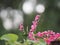 Pink flower small ivy Scientific name Antigonon leptopus Hook, arranged into beautiful bouquets on blurred of nature background