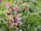 Pink flower small ivy Scientific name Antigonon leptopus Hook, arranged into beautiful bouquets on blurred of nature background