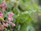 Pink flower small ivy Scientific name Antigonon leptopus Hook, arranged into beautiful bouquets on blurred of nature background