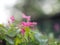 Pink flower small ivy Scientific name Antigonon leptopus Hook, arranged into beautiful bouquets on blurred of nature background