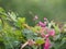 Pink flower small ivy Scientific name Antigonon leptopus Hook, arranged into beautiful bouquets on blurred of nature background