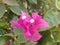 Pink flower with small white part and green leafs