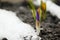 Pink flower on soil, snow around