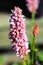 The pink flower spike on a bistort plant