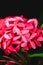Pink flower spike Rubiaceae Ixora coccinea