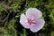 Pink flower of Splendid mariposa lily