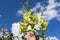 Pink flower Stockroses close up against a blue sky