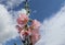 Pink flower Stockroses close up against a blue sky