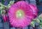 Pink flower Stockroses close up on a green and fresh background