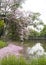 Pink Flower Tabebuia rosea beside the lake in the public park.