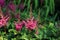 Pink flower in a thicket of grass